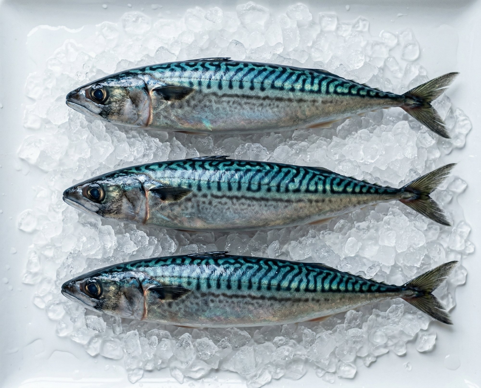 Mackerel