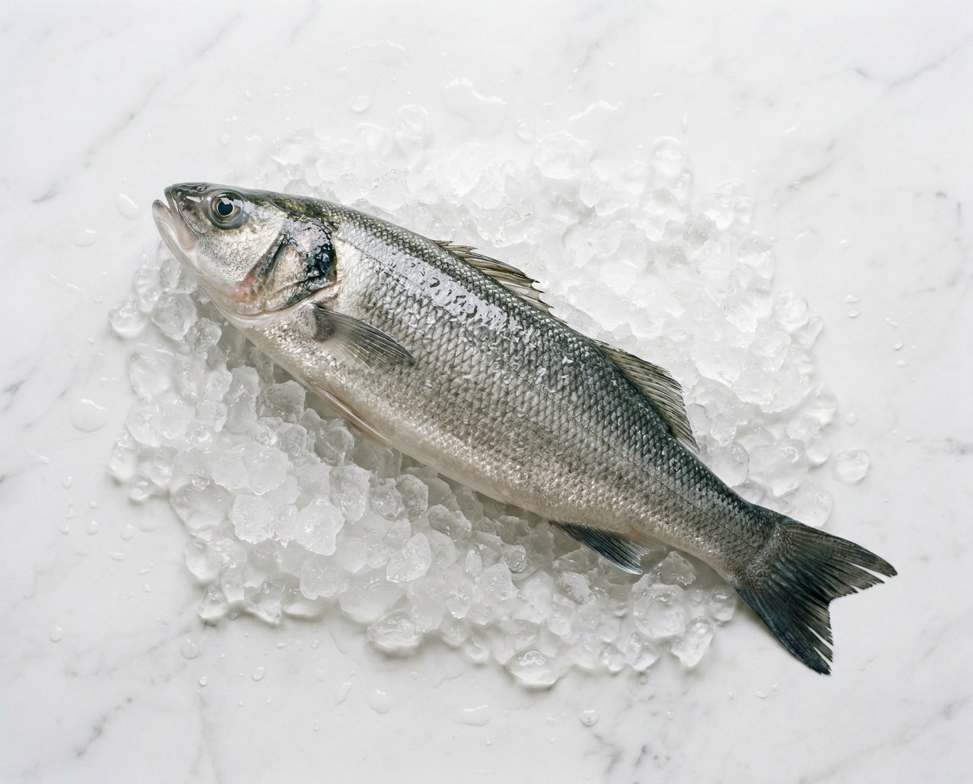 Seabass