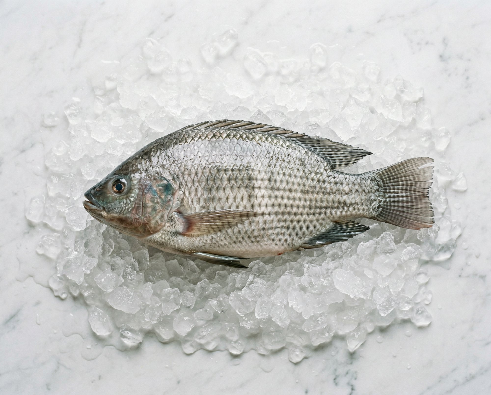Tilapia